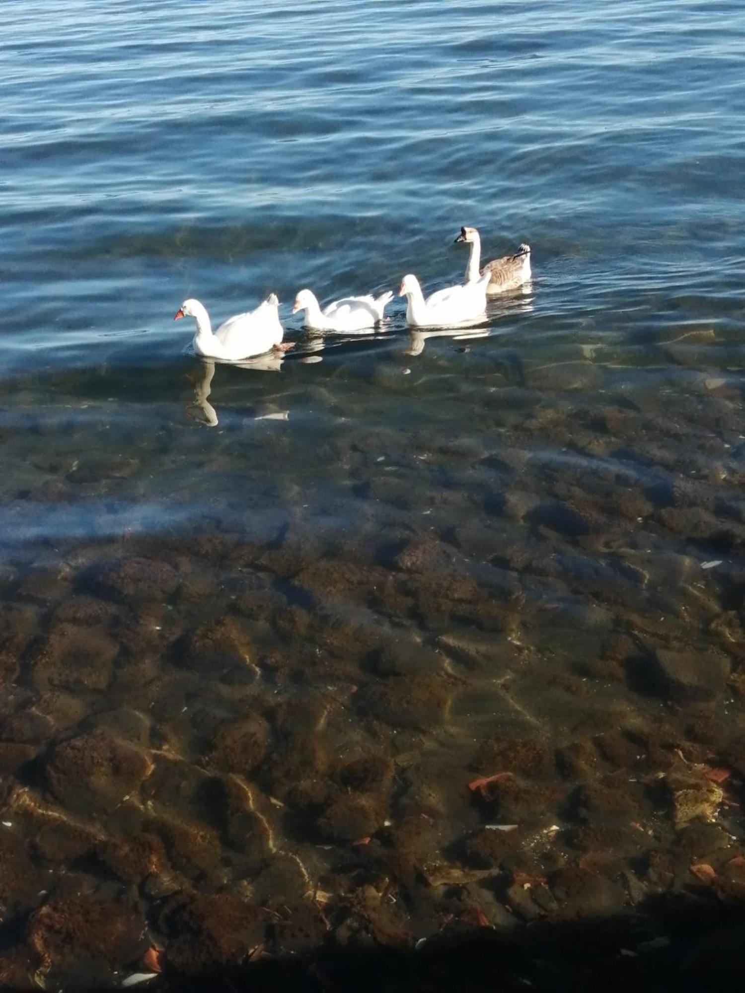 Mansarda Sul Lago A Marta Exterior foto